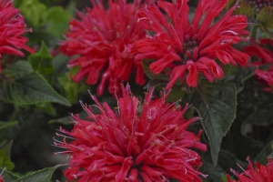 Monarda 'Pardon My Cerise' New 2025